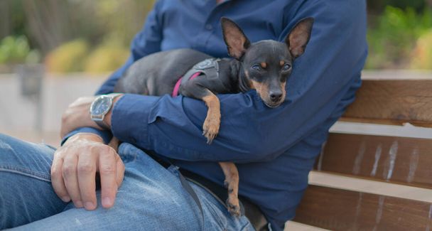 Küçük köpek cinsi pinscher efendinin kollarında dinleniyor. - Fotoğraf, Görsel