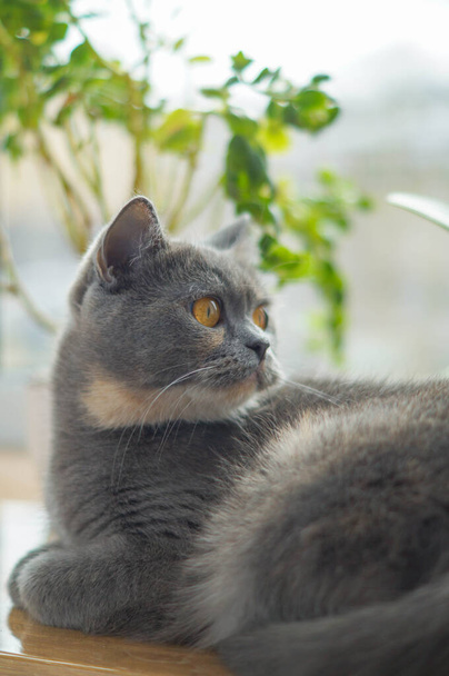 gatto scozzese grigio si trova sul davanzale sotto un fiore - Foto, immagini