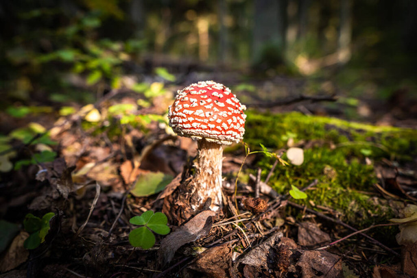Venäjä, Pietari. Syömätön sieni lentää agaric kauniisti flaunts ruoho syksyn metsä. - Valokuva, kuva