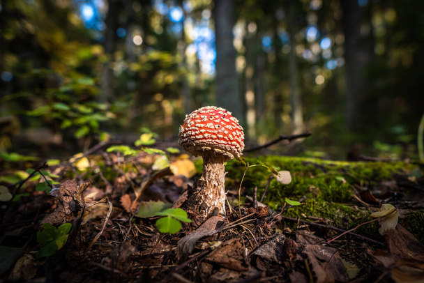 Venäjä, Pietari. Syömätön sieni lentää agaric kauniisti flaunts ruoho syksyn metsä. - Valokuva, kuva
