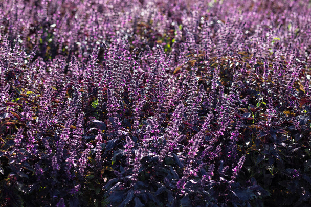 Field of flowering purple basil at summer sunny day. - Photo, Image