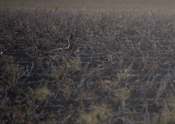 Zajíc, který se na začátku podzimu dívá doprava na pole, sklízí a je plný strnišť.  - Fotografie, Obrázek