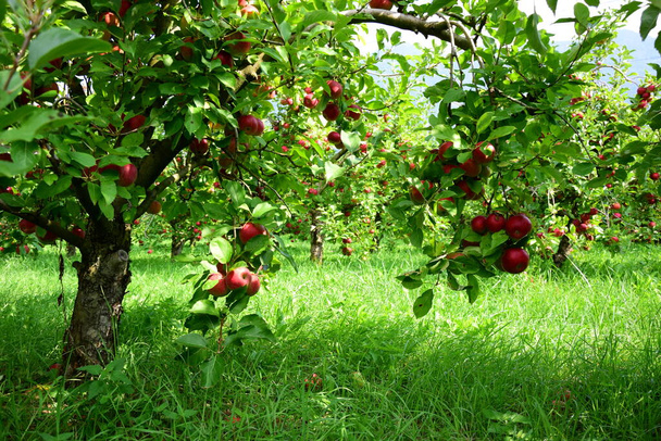 Červená zralá jablka na větvi na rozmazaném pozadí - Fotografie, Obrázek