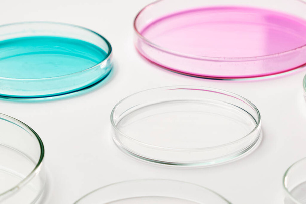 細菌を移植するためのペトリ皿のピンク、青と透明寒天メディア. - 写真・画像