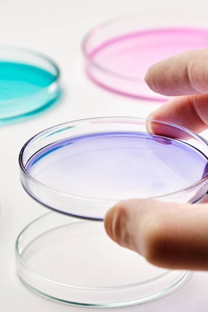 Sluit een wetenschapper of bioloog in rubberen handschoenen met een petrischaal met kleurrijke media voor het enten van bacteriële kolonies of biochemische analyse.  - Foto, afbeelding