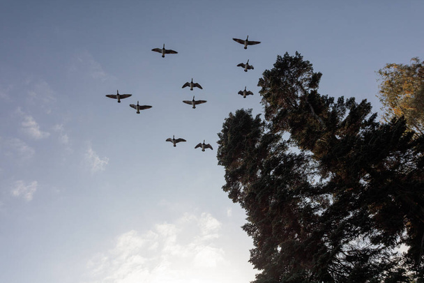 Egy csapat madár repül a kék ég felé. - Fotó, kép