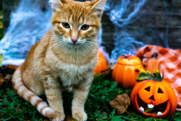 Dia das Bruxas. O conceito de uma celebração de outono. Gato vermelho. Férias de outono Halloween. Cabeça de abóbora engraçada. Feliz Dia das Bruxas. Gato Halloween. - Foto, Imagem