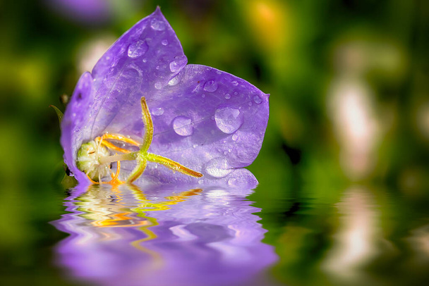 Una sola flor púrpura Campanula descansando en el agua de cerca con gotas de rocío temprano en la mañana en julio. Coloridos pétalos ahuecados rodean la cabeza del estambre - Foto, imagen