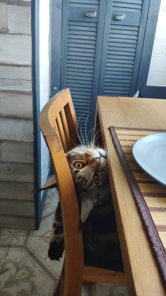 Portret van grappige speelse Maine Coon kat gluurt uit van onder tafel in minimalistische interieur keuken, selectieve focus - Foto, afbeelding