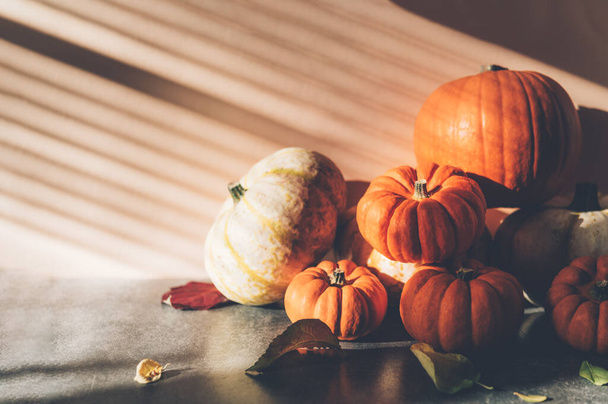 Pumpkins with strong shadows - 写真・画像