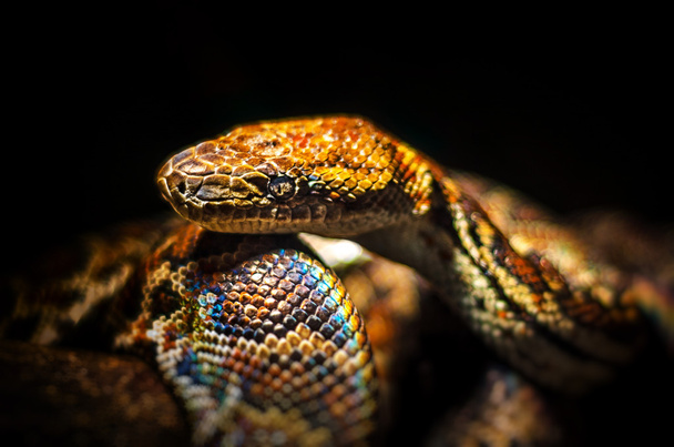 Snake. Boidae family - Photo, Image