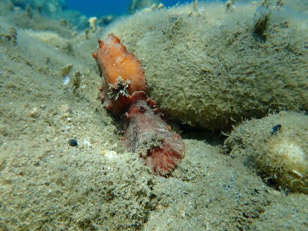 Vedenalainen pariutuminen. Merietana punaruskea nudibranch tai punaruskea nahkainen doris (Platydoris argo) merenalainen, Egeanmeri, Kreikka, Halkidiki - Valokuva, kuva