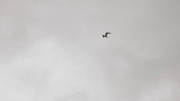 Sirályok repülnek a kék ég felé. Egy madárcsorda lebeg a szél légáramlataiban. Egy nagy sirály szárnyal a Földközi-tenger felett. Lassú mozgás. Kék ég háttér. Nagy madár vándorlása - Fotó, kép