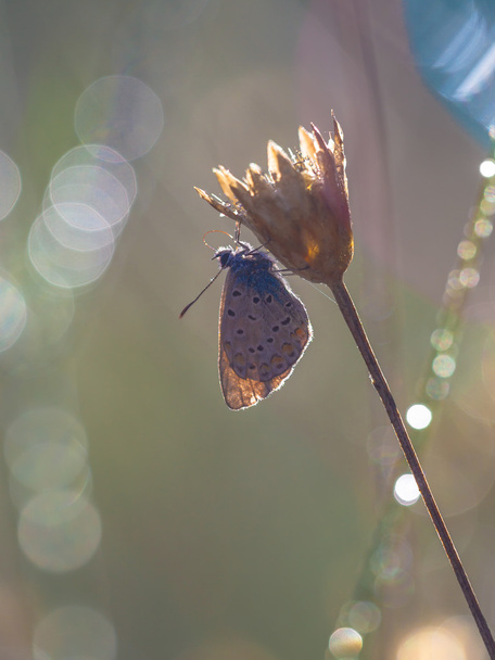 Wspólnej sylwetka niebieski motyl - Zdjęcie, obraz