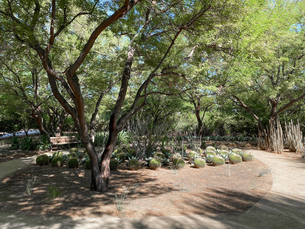 Jardim tropical do deserto - Foto, Imagem