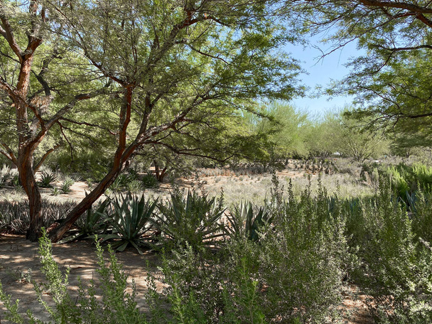 Jardin tropical désertique - Photo, image