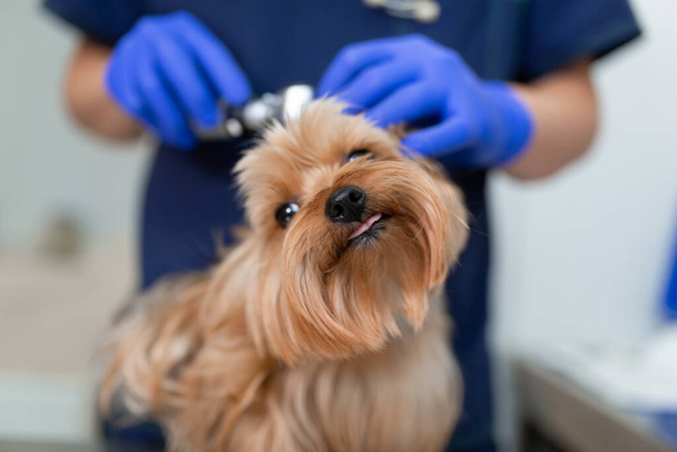 Vet doctor exam dog yorkshire terrier with otoscope. Pet medicine concept. Dog visit veterinary clinic. - Fotoğraf, Görsel