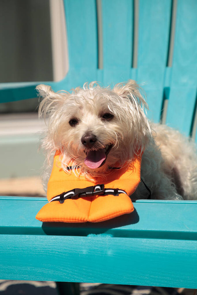 Smiling West Highland Terrier dog in a Halloween costume nautical orange life vest in Florida. - Photo, Image