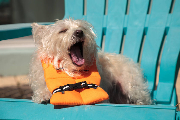 Shouting West Highland Terrier dog in a Halloween costume nautical orange life vest in Florida. - Photo, Image