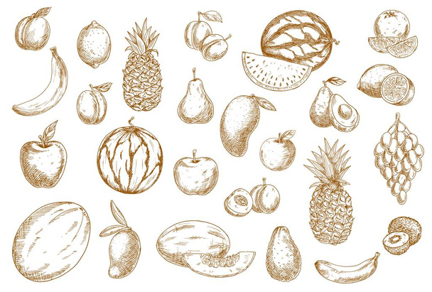 Bosquejo de frutas, iconos de alimentos de frutas exóticas vectoriales aisladas tropicales dibujadas a mano. Bosquejo de frutas para incubar uva, kiwi y aguacate, manzana y melón, rebanada entera y cortada jugosa sandía, plátano y mango - Vector, imagen
