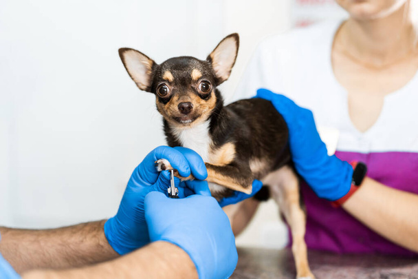 A professional veterinarian cuts the claws of a small dog of the Chihuahua breed on a manipulation table in a medical clinic. Pet care concept. - Photo, Image
