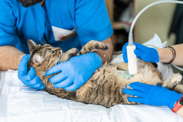 Veterinarians carry through an ultrasound examination of a domestic cat. - Fotografie, Obrázek