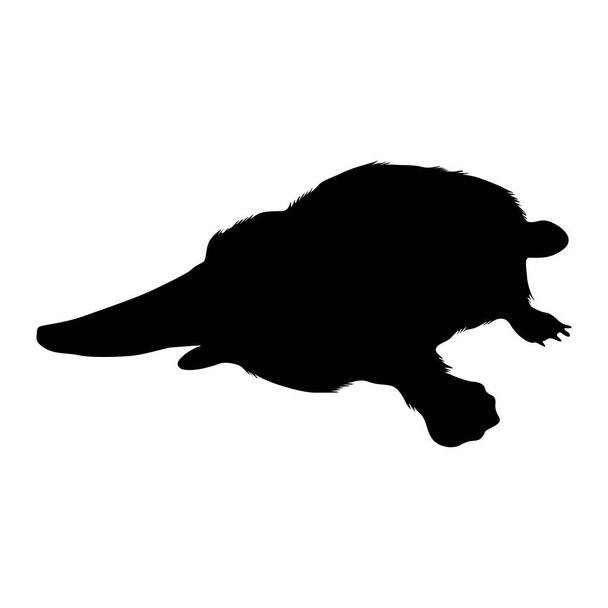 Platypus (Ornithorhynchus anatinus) nageant sur une silhouette vue de face trouvée sur la carte de l'Océanie. Bon à utiliser pour l'impression d'éléments Livre, livre d'animaux et contenu animal - Vecteur, image