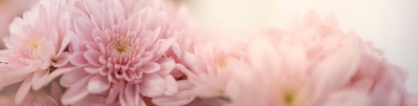 Nahaufnahme einer rosafarbenen Blume mit weißem Hintergrund und Kopierraum als Hintergrund für das Deckblattkonzept der Natur. - Foto, Bild