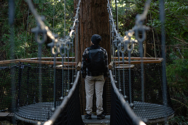 レッドウッドの森の真ん中にある橋の上に立つ若い男. - 写真・画像