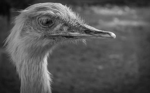 Common ostrich head in black and white  - Фото, зображення