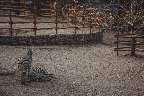 две зебры в Белградском зоопарке, Сербия  - Фото, изображение