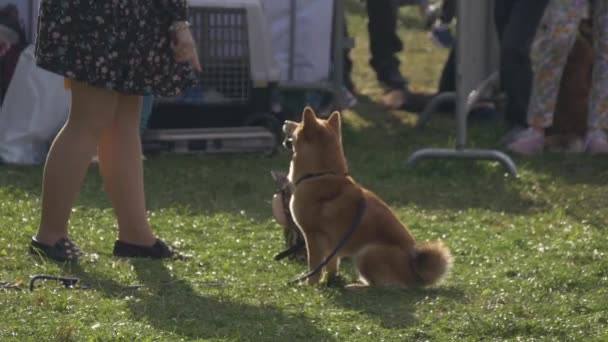 公園で柴犬と若い女性。女の子の訓練と犬と遊ぶ - 映像、動画
