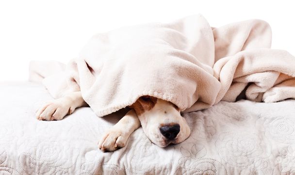  a fehér takaró alatt kutya  - Fotó, kép