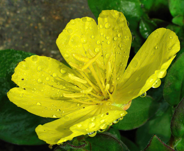 Macro van een gele tuin boterbloem na de regen. Regen en druppels zoeken graag kleine zwarte insecten.. - Foto, afbeelding