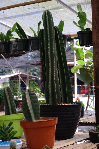 Cowboy kaktusz (cereus peruvianus) egy trend, mint egy otthoni dekoráció és bálvány növény, mert az egyszerű, hosszúkás és elágazó alakú, könnyű karbantartás, minimalizmus, és alkalmas a forró hőmérséklet - Fotó, kép