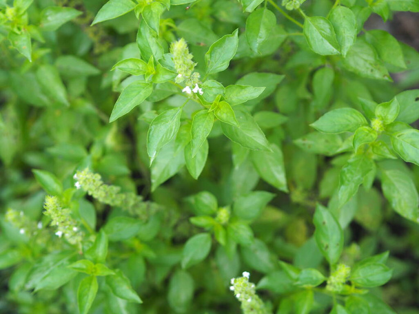Thai basilico dolce o horapha verde chiaro con foglie larghe fiore mentre, steli viola, fiori e foglie simili lancia - Foto, immagini