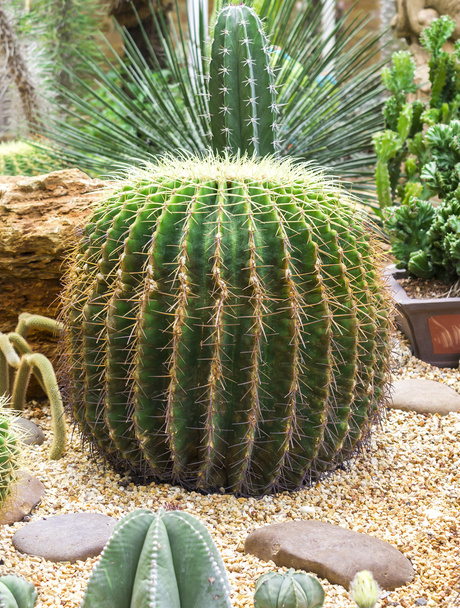 Cactus plante
 - Photo, image