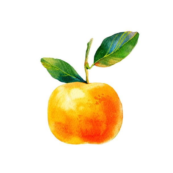 Watercolour bright sketch of ripe mandarin fruit. Watercolor illustration for any colourful design. Hand drawn mandarin isolated on white background. - Foto, afbeelding