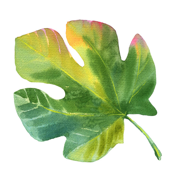 Watercolor figs tree leaf illustration. Hand drawn watercolour illustration of leaf isolated on white.  - Photo, Image