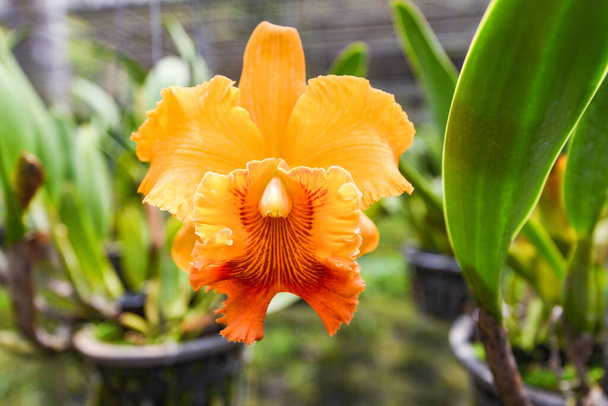 Naudanliha Orkideat / oranssi ja punainen kaunis värikäs orkidea kukka luonnon maatilan taimitarha kasvi - Valokuva, kuva