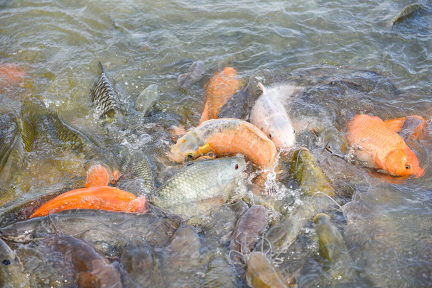 Ferme piscicole d'eau douce / tilapia de carpe dorée ou carpe orange et silure mangeant de la nourriture dans les étangs de surface de l'eau - Photo, image
