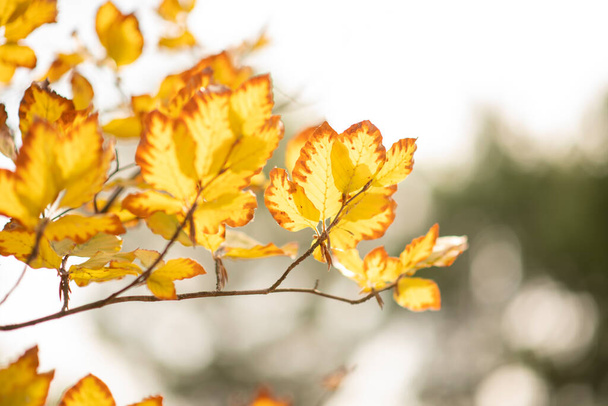 hojas amarillas otoñales en una rama - Foto, imagen