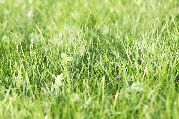 Sunny abstract green grass nature background, selective focus. - Photo, Image