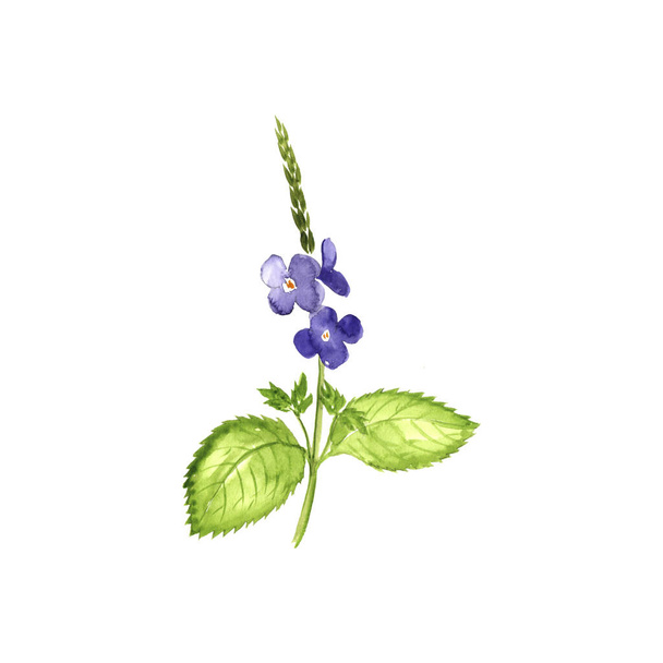 watercolor drawing blue snakeweed - 写真・画像