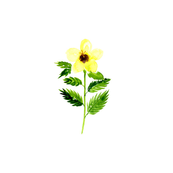 watercolor drawing white buttercup - Photo, Image