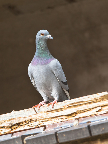 Pigeon in Window Frame - Photo, Image