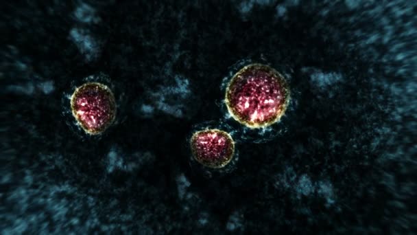 Virus en bacteriën onder de microscoop. Coronavirus, COVID-19, influenza, SARS, MERS. Microbiologie concept. Corona virussen veroorzaken gevaar voor een pandemie. Lusanimatie. - Video
