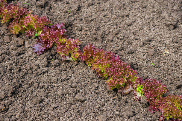 Purple young lettuce in the home garden. Clean soil for cultivation. Home growing concept. Diagonal placement. Copy space. - Photo, Image