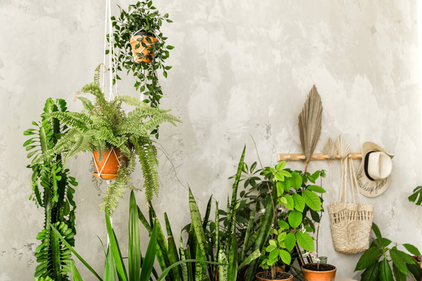 Les pots avec les plantes domestiques se tiennent sur l'armoire contre le mur en bois. Photo horizontale - Photo, image