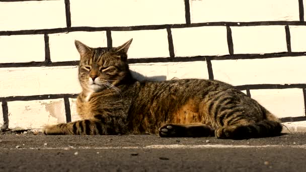 krásná kočka relaxuje v západu slunce - Záběry, video